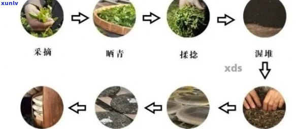 普洱茶青饼茶的 *** 工艺与品鉴 *** ：从原料到口感全解析