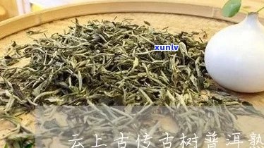 古云山普洱茶好不好