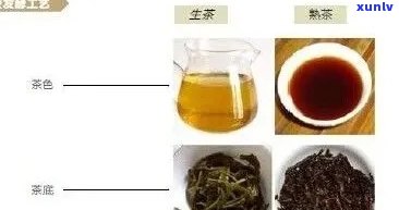 普洱茶的性质：凉性？热性？性？