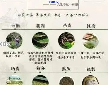 探寻澜心中的普洱茶宝藏：最喜爱品种、品鉴 *** 与口感体验一网打尽