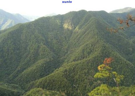 黄草坝普洱茶特点：价格与云南独特风味详解