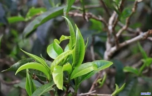 古树普洱茶：黄草坝的岁月静好与独特风味