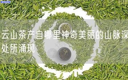 云山属于哪个茶区-天门山古树茶口感特点