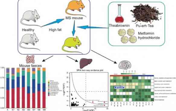 普洱茶抗癌功效：科学研究揭示其潜在的生物机制与可能的机制途径