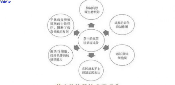 普洱茶抗癌功效：科学研究揭示其潜在的生物机制与可能的机制途径