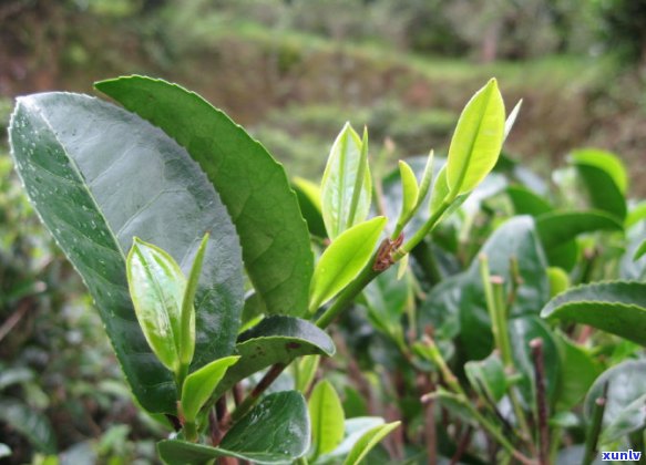 云南凤庆县特产普洱茶：品味古树韵味，感受茶文化魅力