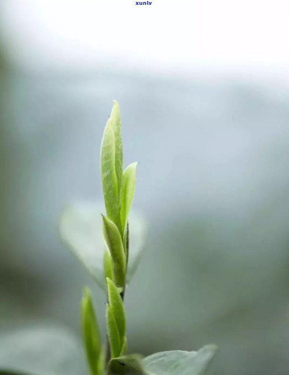 普洱茶 *** ：春茶熟化还是未发酵的生茶？了解这两种茶叶的区别与特点