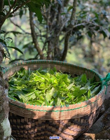 普洱茶用春茶做的吗