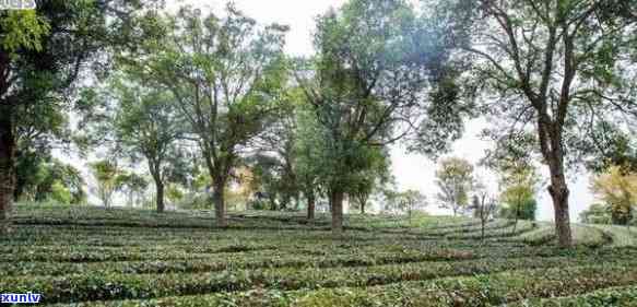 云南普洱茶园之旅：从茶叶种植到品鉴的全方位解析与探索