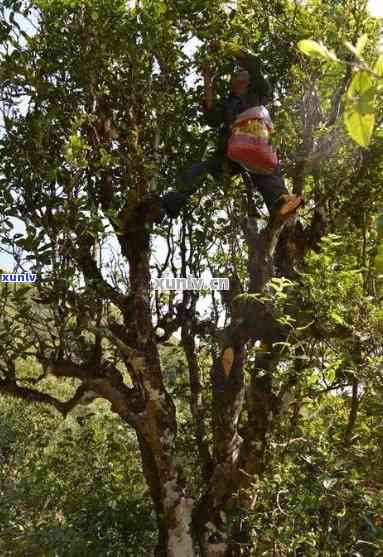 雀之香古树普洱茶：源自千年古树的独特魅力与醇厚口感