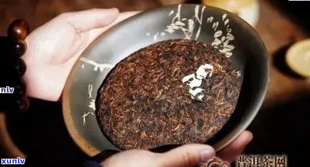 熟普洱茶闻起来有什么味：探寻其独特的香气