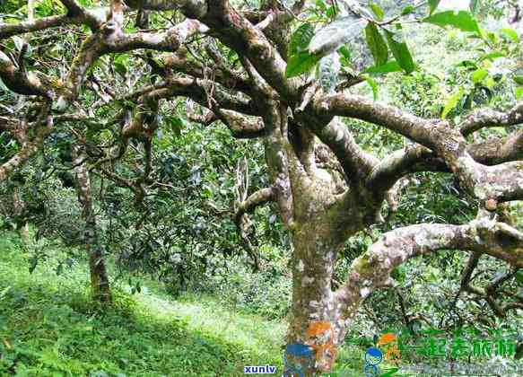 普洱茶马古道旅游小镇：好玩、景区、攻略、门票和游记详解