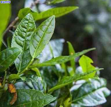 普洱茶究竟是一种树叶还是一种饮品？