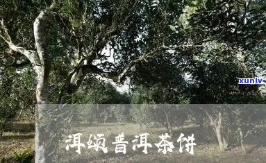 有没听过洱颂普洱茶