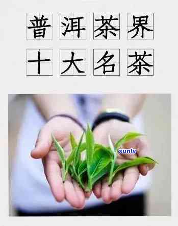 求一求普洱茶名