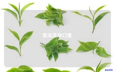 普洱茶能不能去口臭