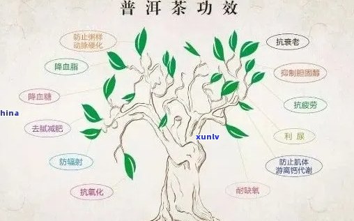 探究大叶种普洱茶的根源：了解其家族谱系及其历渊源