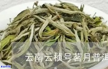 探索茗月普洱茶的多重药理作用及其对健的影响