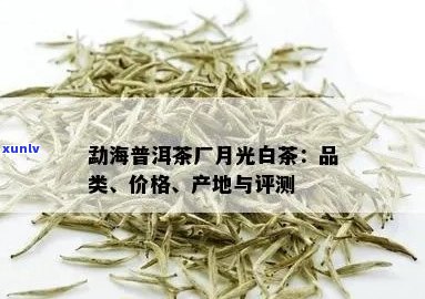 月光白普洱茶的价格及品鉴指南：你真的了解吗？