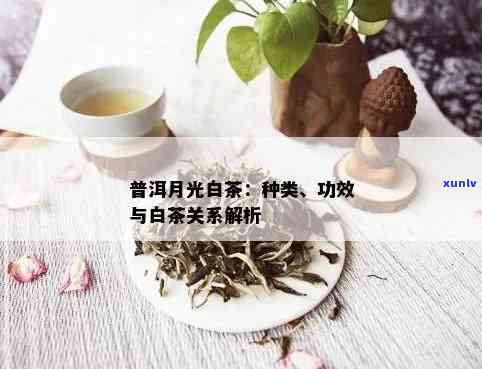 普洱月光白茶属于什么茶，月光普洱白茶的品种和功效是什么？