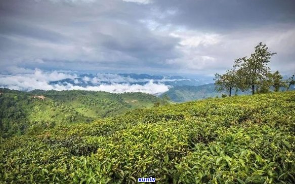 勐海县哪里买普洱茶喝：优质茶叶尽在勐海县