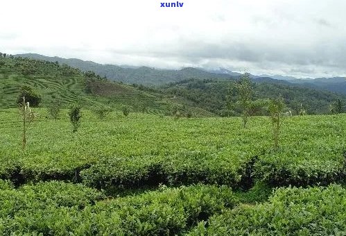 勐海县哪里买普洱茶喝：优质茶叶尽在勐海县