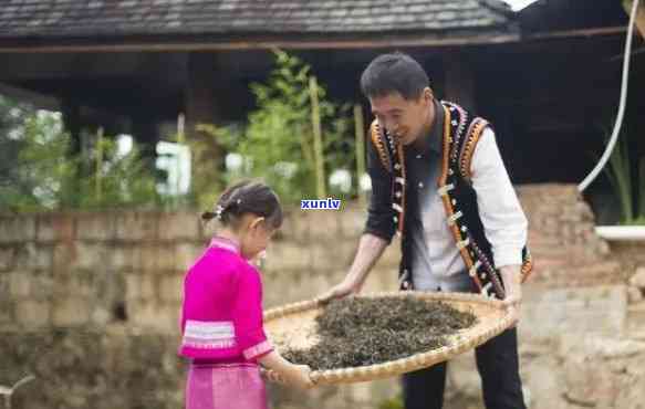 景曼窝科村普洱茶：一原生态的茶文化体验