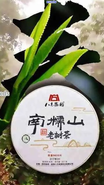 南糯山阿卡公主普洱茶：古树韵味，独特风味，珍藏之选