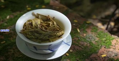 普洱茶树根系结构与生长特点：全面解析