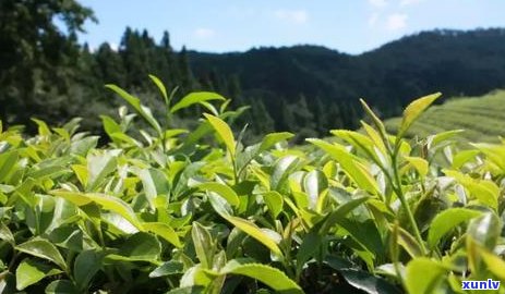 陈年普洱茶：性寒？新研究揭示其功效与度的关系