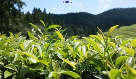 陈年普洱茶：性寒？新研究揭示其功效与度的关系