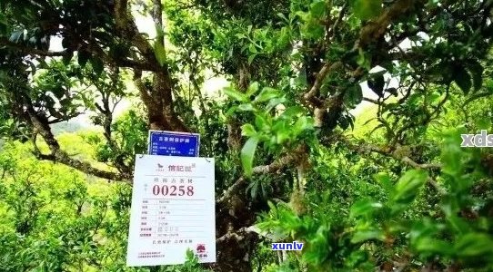 全面了解大树普洱茶生产厂家：品质、工艺、市场与收藏价值