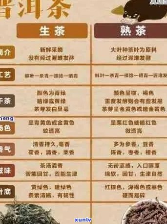 全面解析普洱茶档次：从新手到资深茶友的选择指南