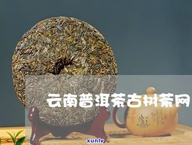 澜沧古树普洱茶官网