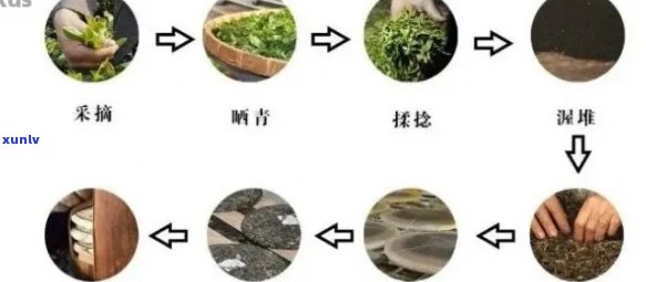 普洱茶的完整加工流程及其各个阶详解