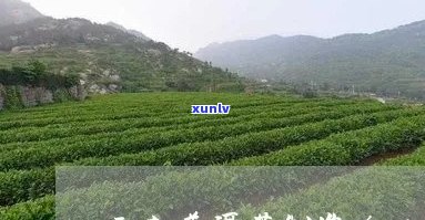 云南普洱茶集团 *** ：云南普洱茶厂 *** ，云南普洱茶厂家 *** 。