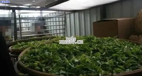 云南普洱茶厂： 优质茶叶， 创新技术， 客户服务热线