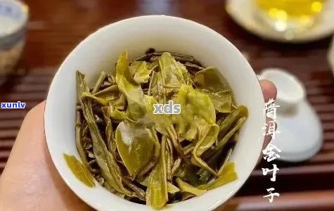 普洱茶黄金叶：醇厚口感与独特风味的完美结合