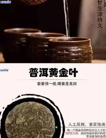 普洱茶黄金叶：醇厚口感与独特风味的完美结合