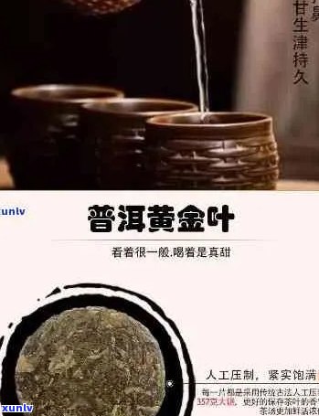 黄金叶普洱茶：独特风味与功效的综合解析