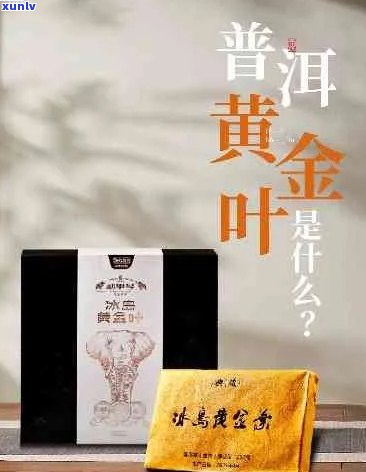 黄金叶普洱茶：独特风味与功效的综合解析