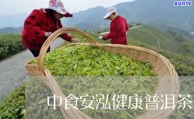 中食安泓健普洱茶口感及品质评价