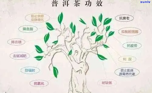 普洱茶叫法来历及传说：三种名称源流解析