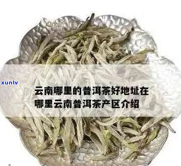 云南到哪里买普洱茶