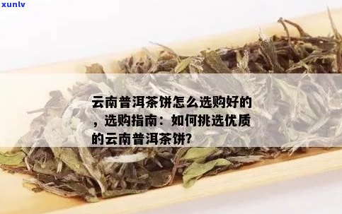 新云南普洱茶五大知名推荐，助你轻松选购优质好茶