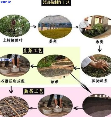 从采摘到冲泡：全面了解普洱茶的 *** 工艺与品鉴技巧