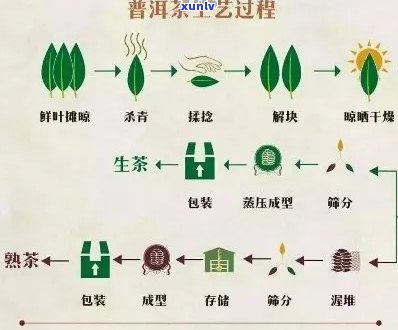 从采摘到冲泡：全面了解普洱茶的 *** 工艺与品鉴技巧