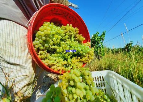 普洱茶为什么有青味和黄味：探究普洱茶两种风味的成因与区别