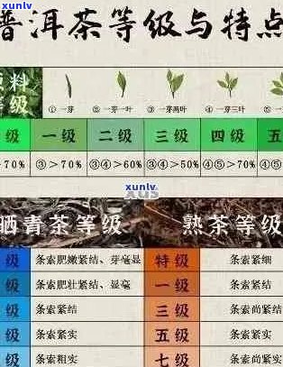 从产地到品味：探索普洱茶的全方位解析与品鉴指南