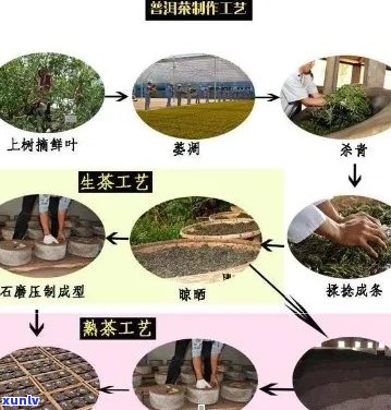 全面掌握普洱茶 *** 技巧，确保茶叶干净美味的六大步骤解析